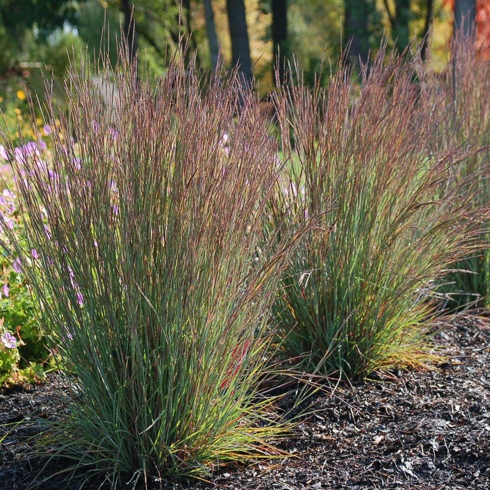 Schizachyrium scoparium 'Jazz'