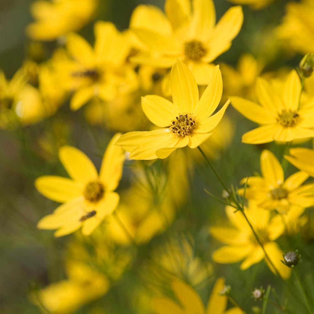 Coreopsis palmata