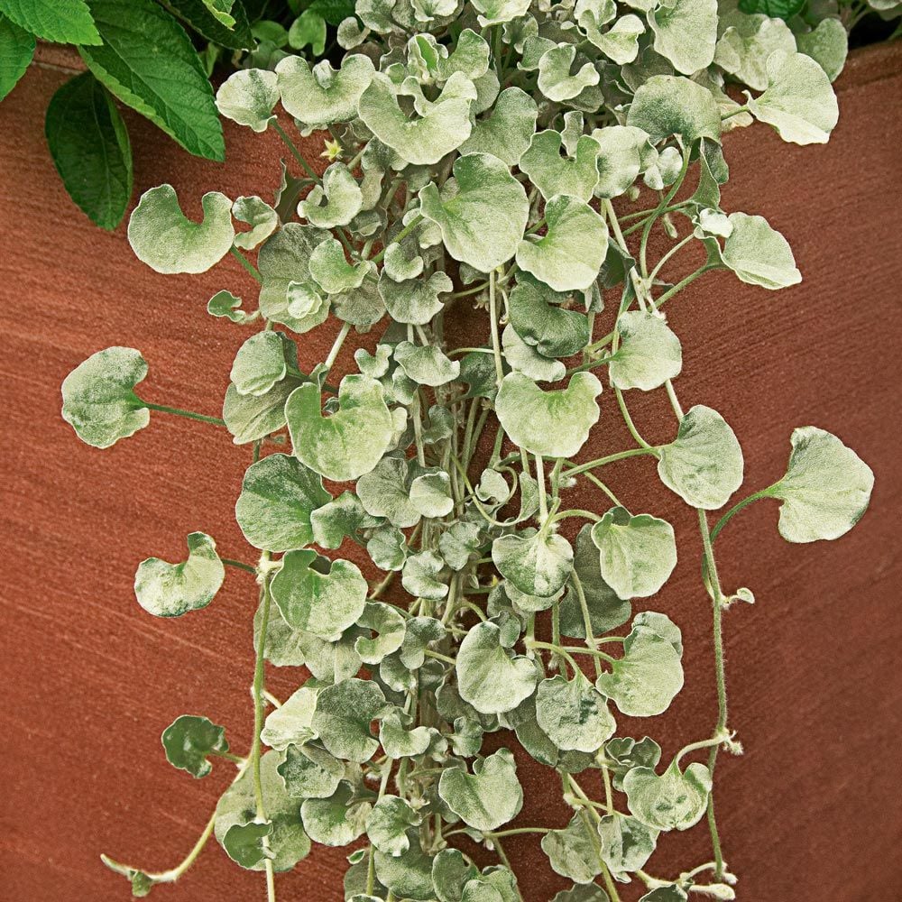 Dichondra argentea 'Silver Falls'