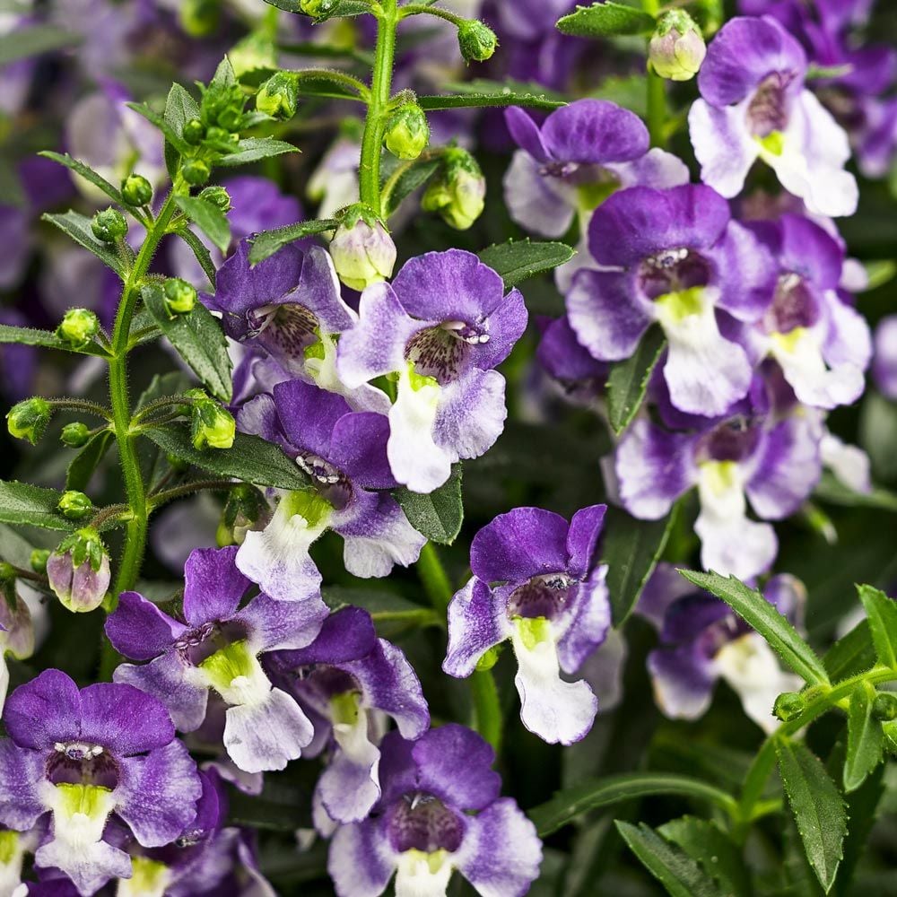 Angelonia angustifolia Angelface® Wedgwood Blue