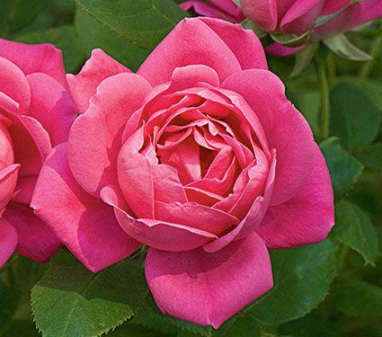 Rose Pink Double Knock Out® | White Flower Farm