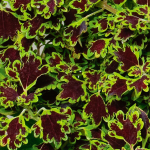  Coleus 'Inky Fingers'