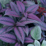  Strobilanthes dyerianus