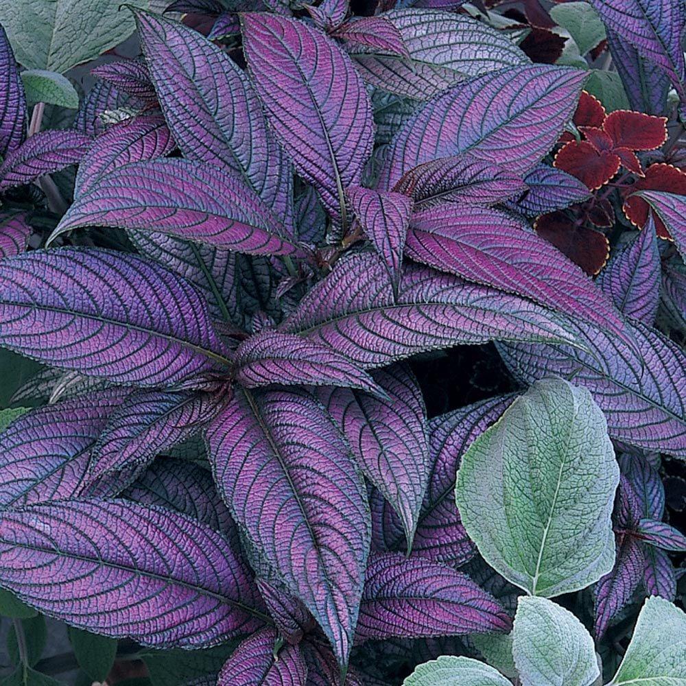 Strobilanthes dyerianus