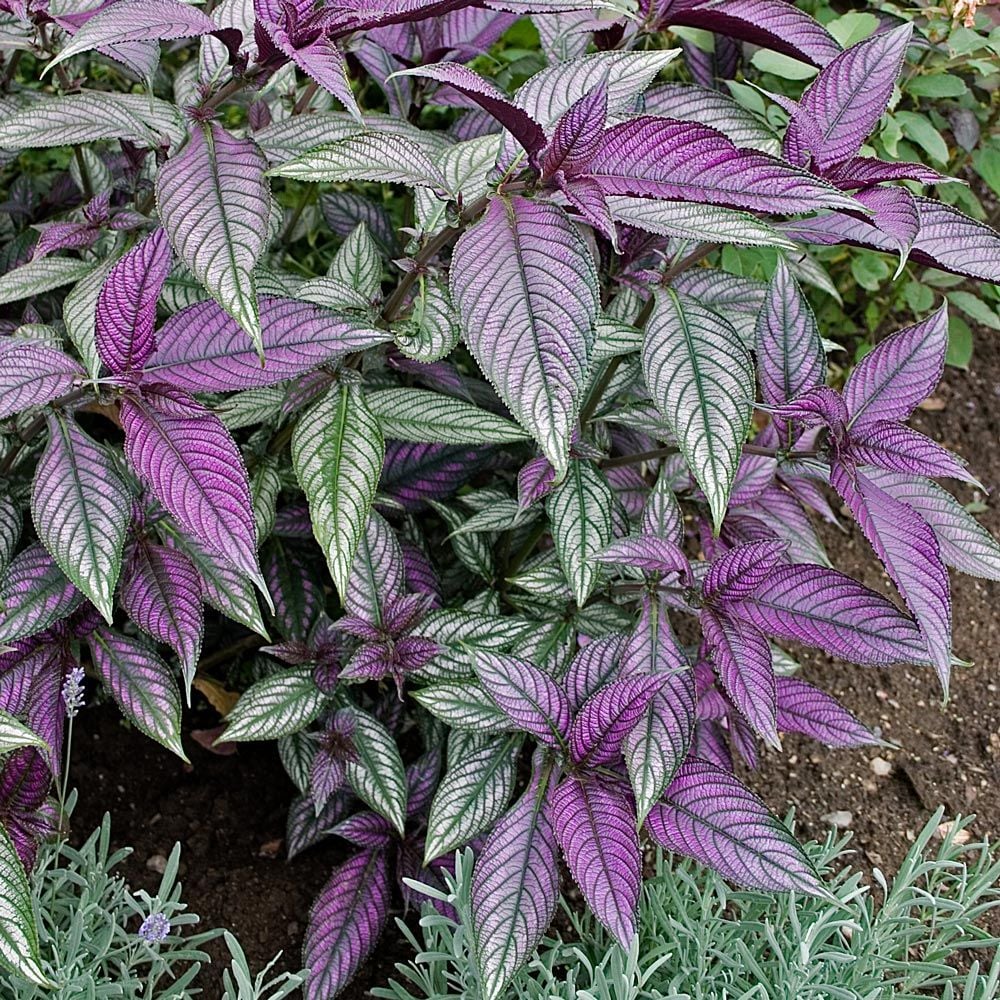 Strobilanthes dyerianus