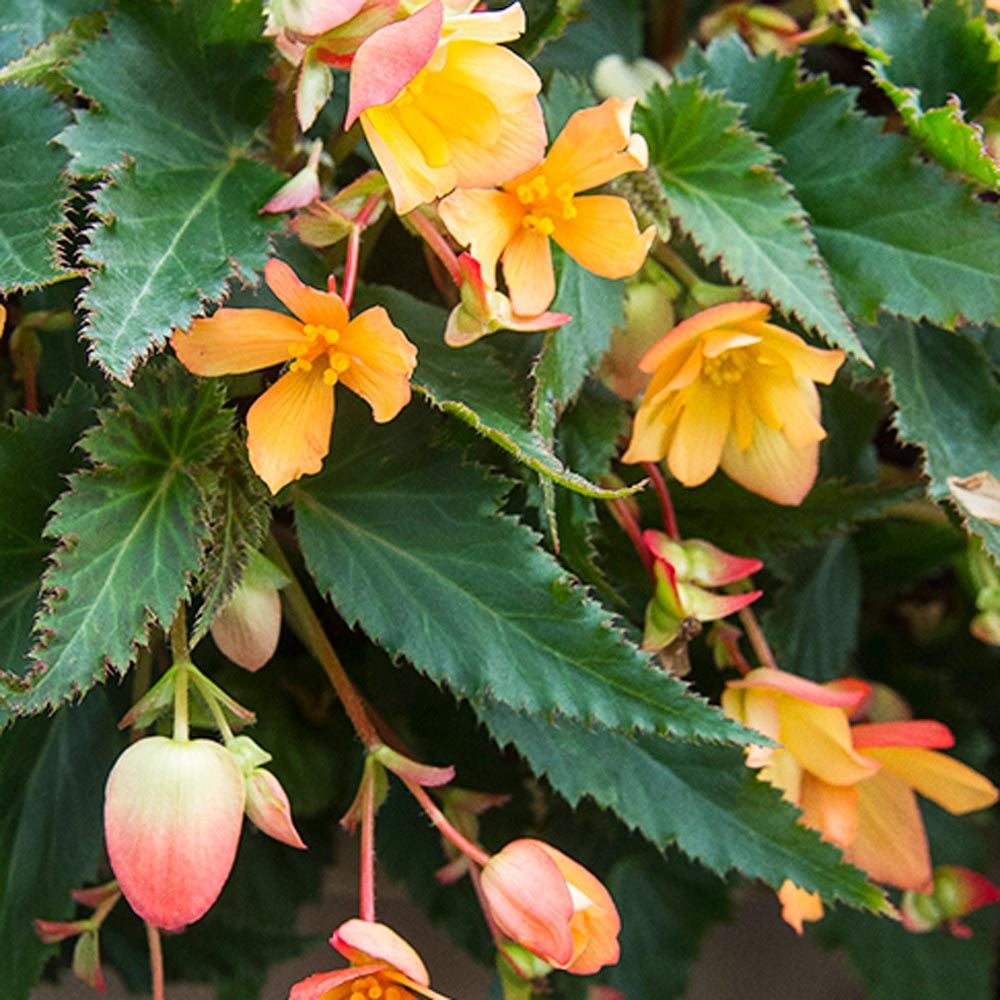 Begonia I'Conia® Lucky Strike