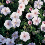  Geranium sanguineum striatum