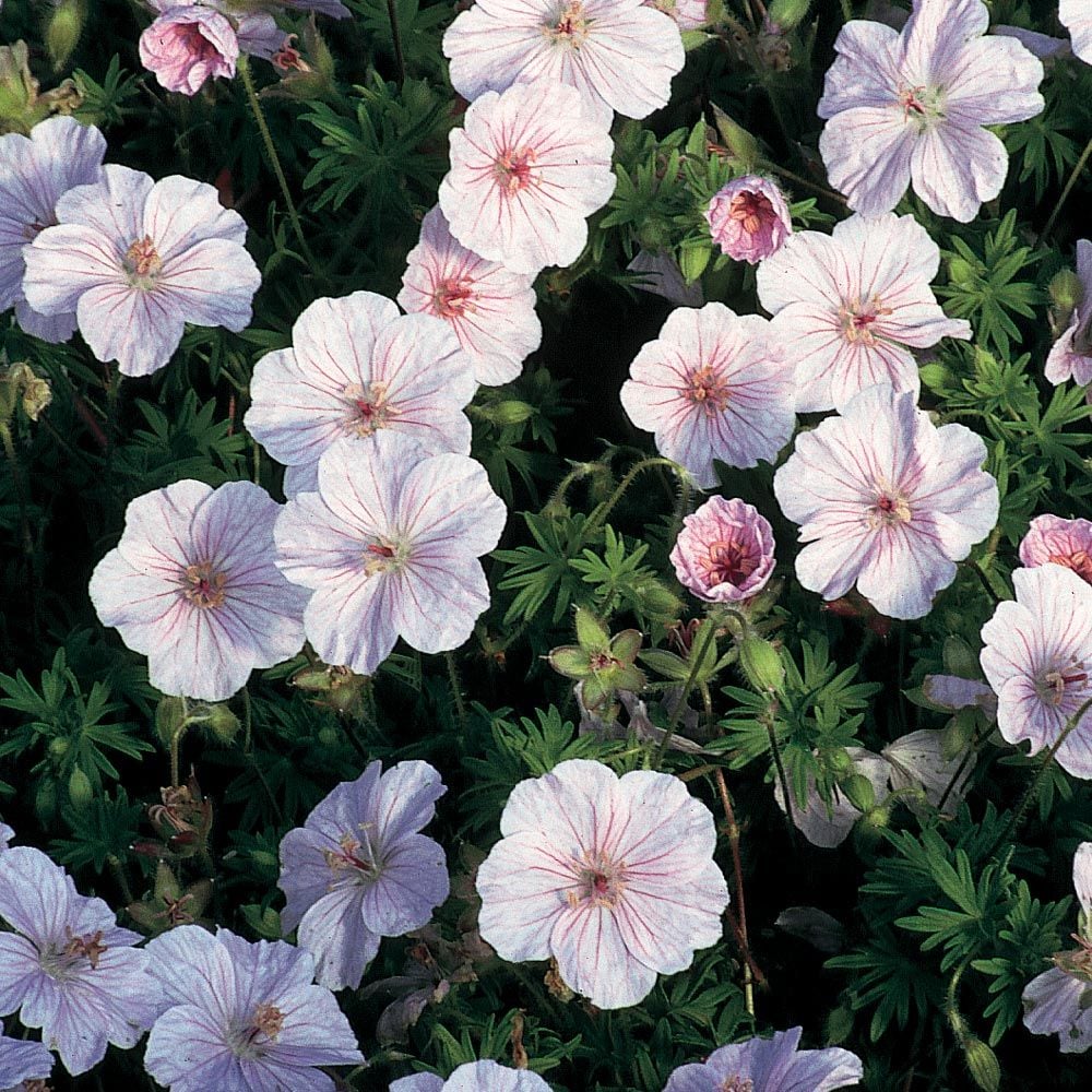 Geranium sanguineum striatum