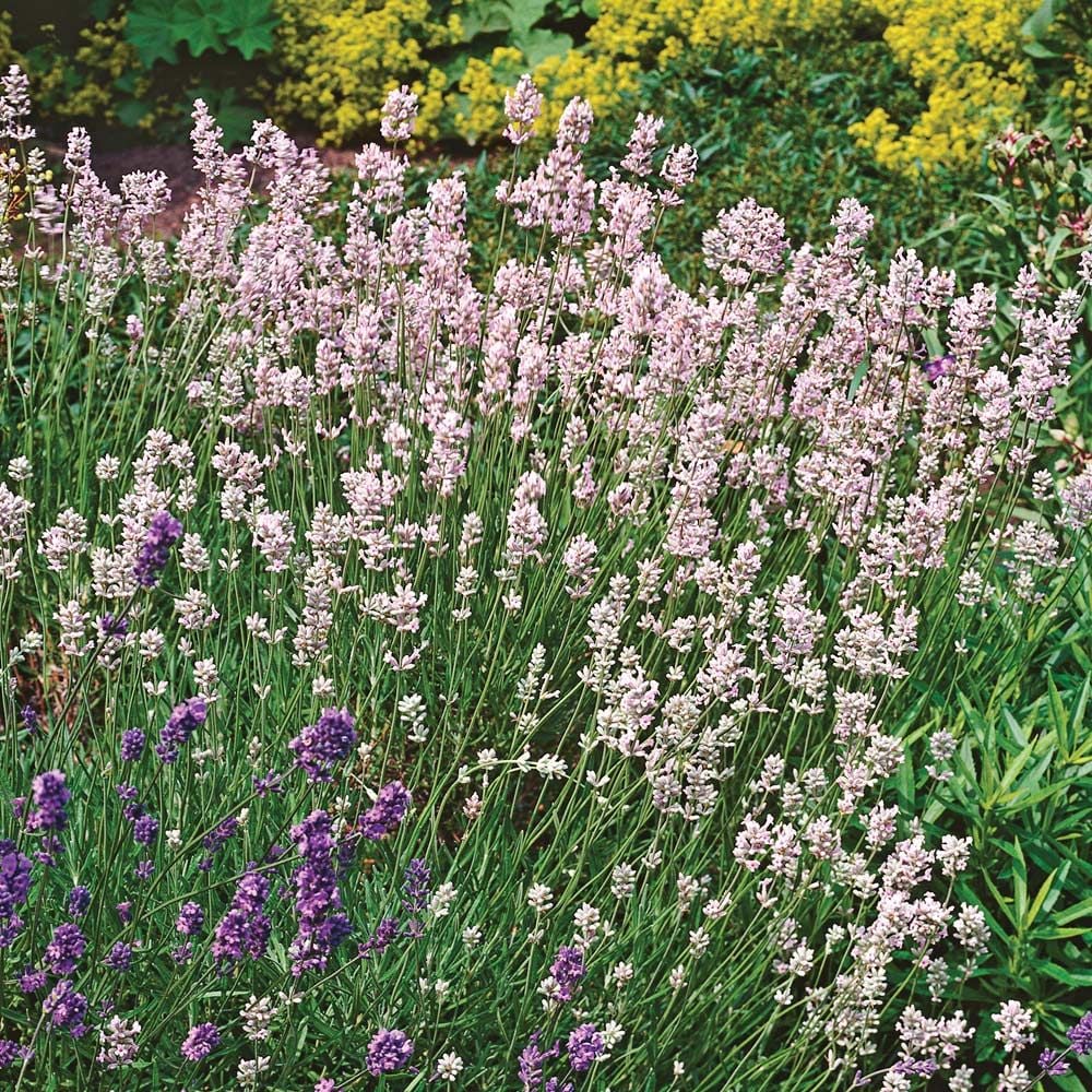 Lavandula angustifolia (Lavender) 'Rosea'