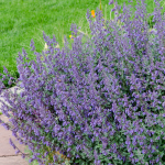  Nepeta 'Six Hills Giant'