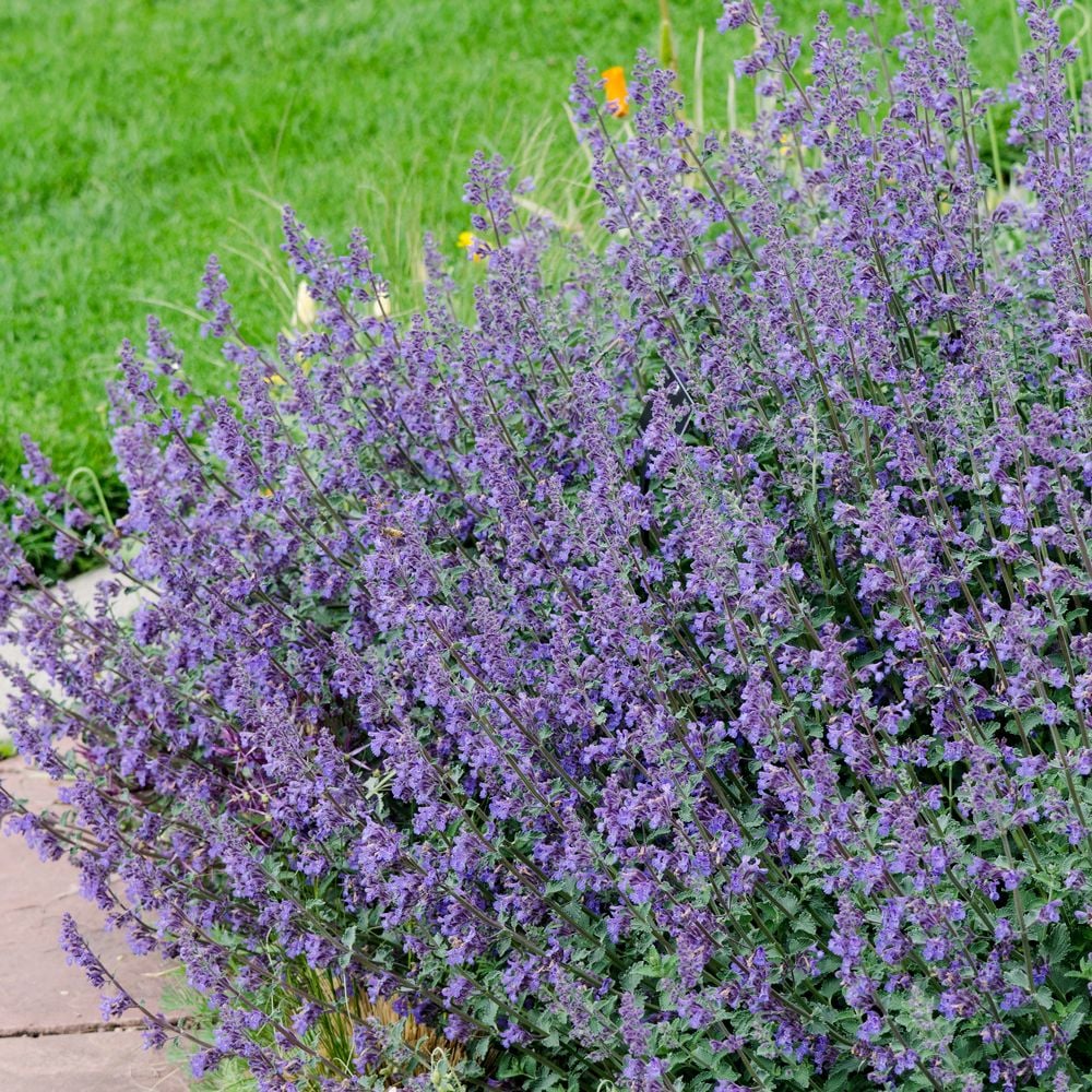 Nepeta 'Six Hills Giant'