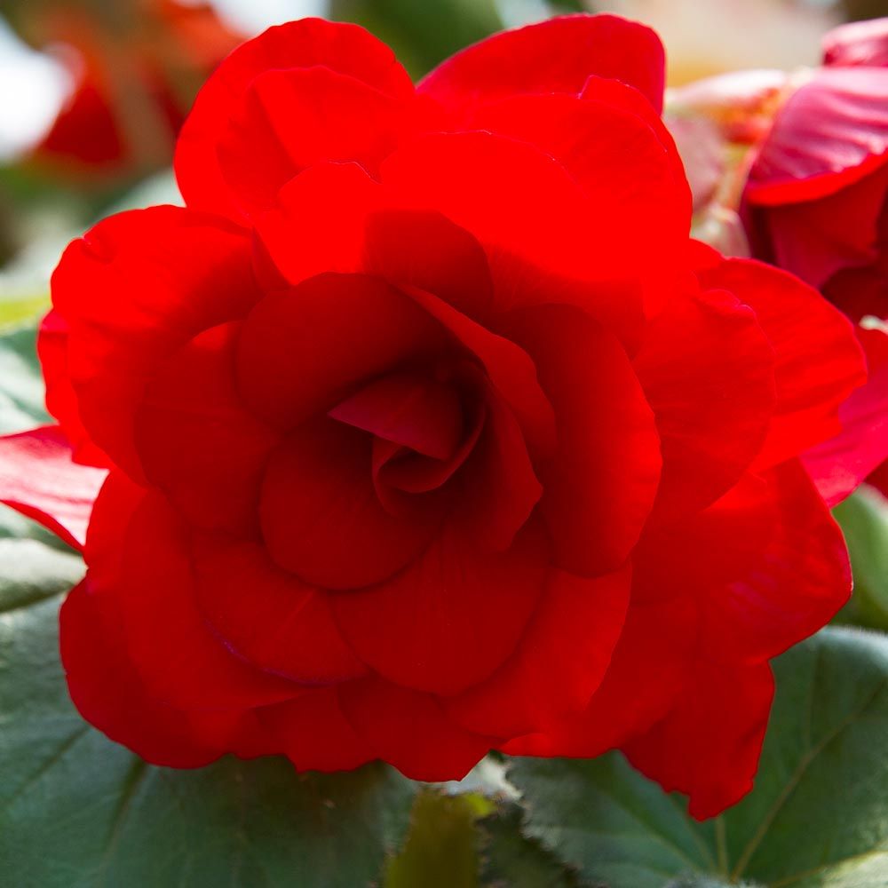 Begonia 'Zulu' Blackmore & Langdon