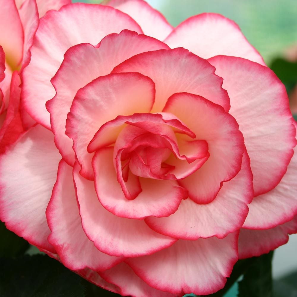 Begonia 'Cordelia' Blackmore & Langdon