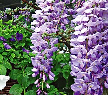 Wisteria