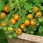 Colorful Tomato Varieties