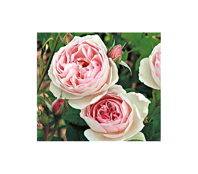 Rose Heritage™ White Flower Farm
