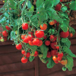  Tomato 'Tumbling Tom Red'