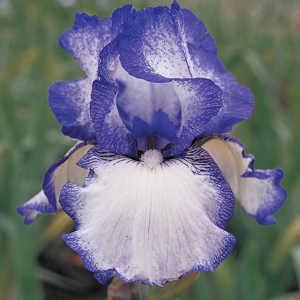 Iris germanica 'Hemstitched' - Reblooming