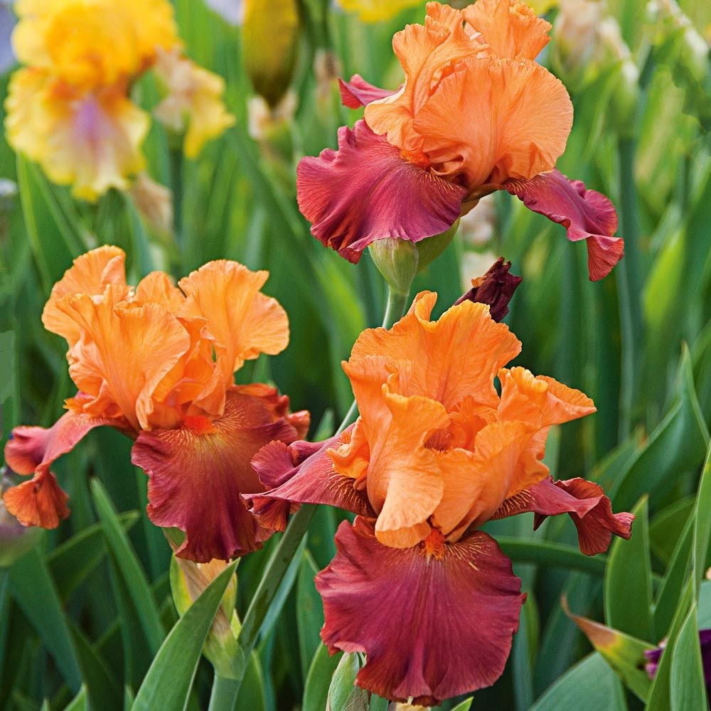 Iris germanica 'Lovely Señorita'