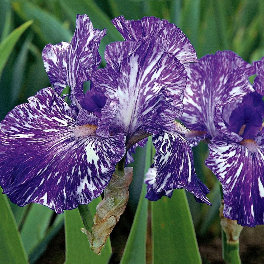 Iris Germanica Batik White Flower Farm