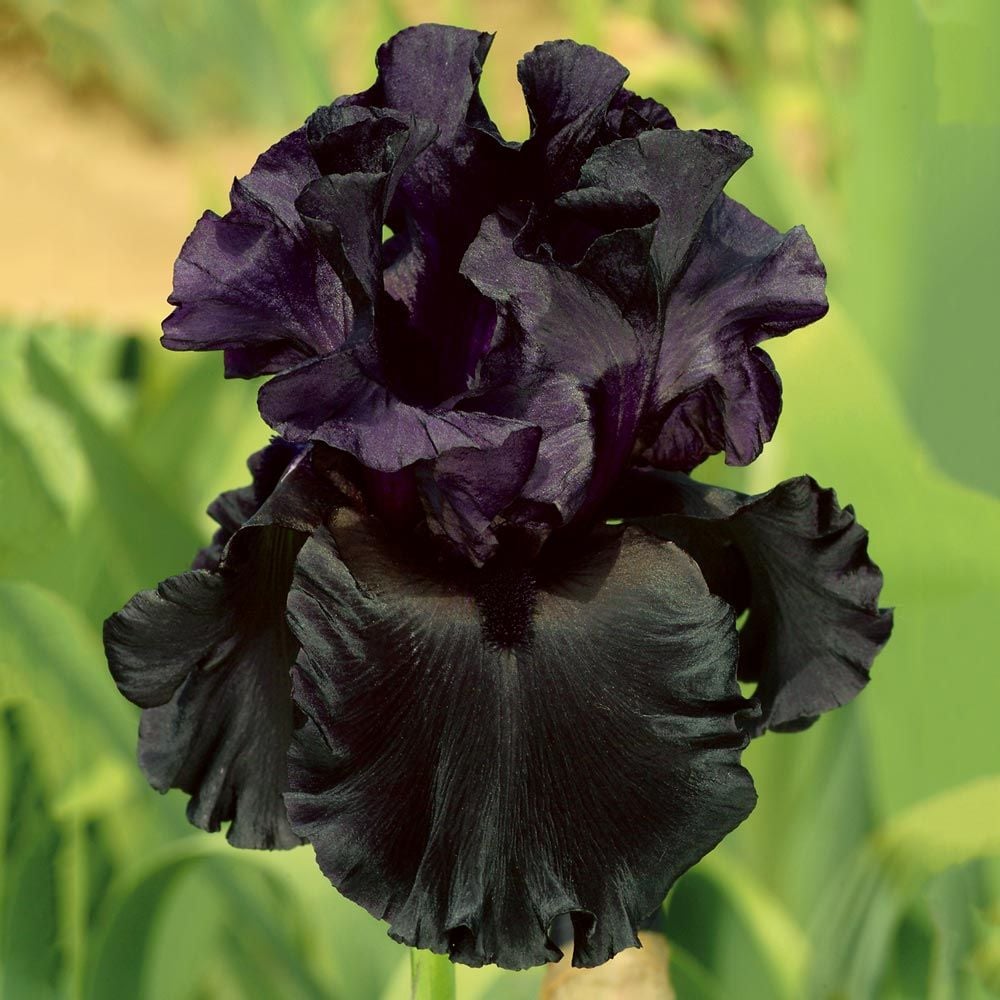 Iris germanica 'Raven Girl'