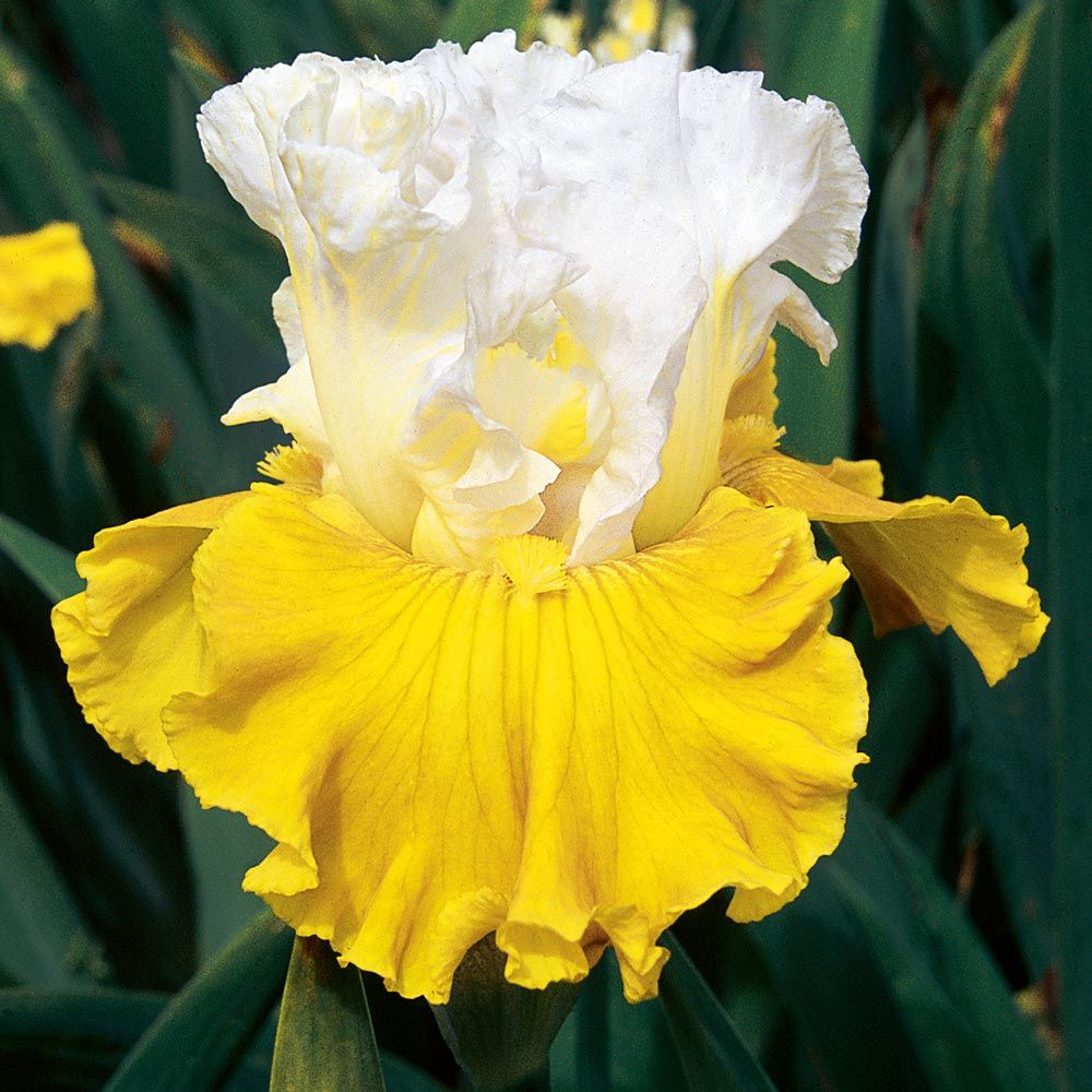 Iris germanica 'Tour de France'