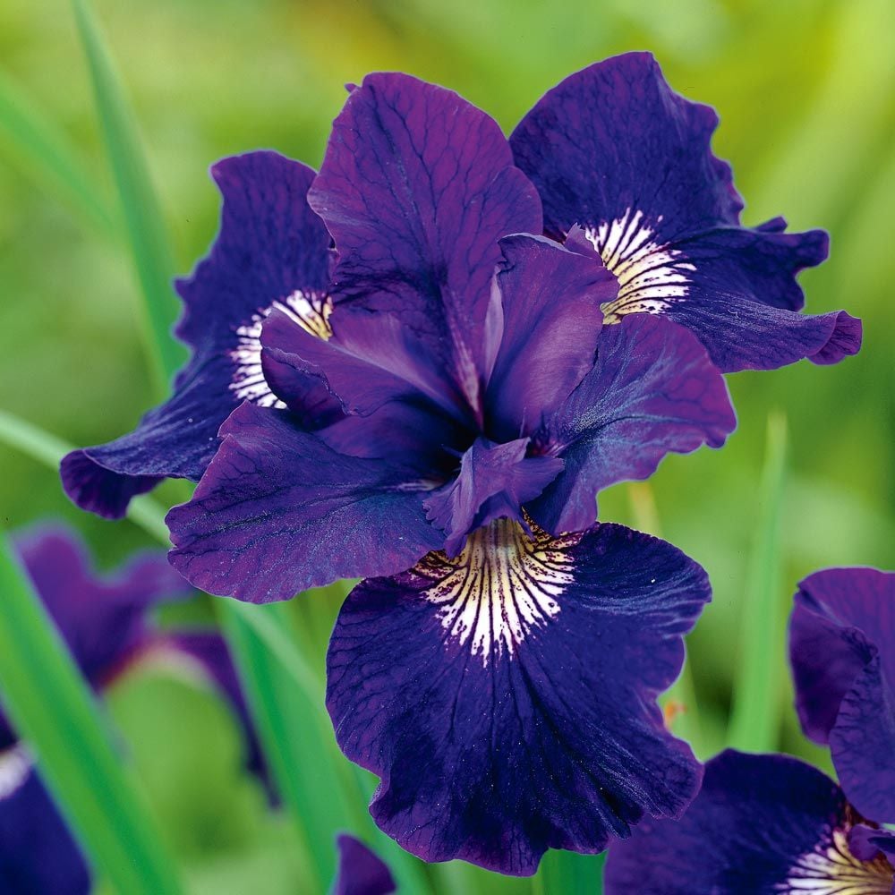 Iris sibirica 'Shirley Pope'
