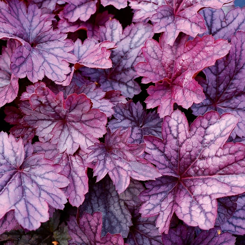 Heuchera 'Shanghai'