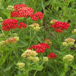  Achillea millefolium 'Paprika'