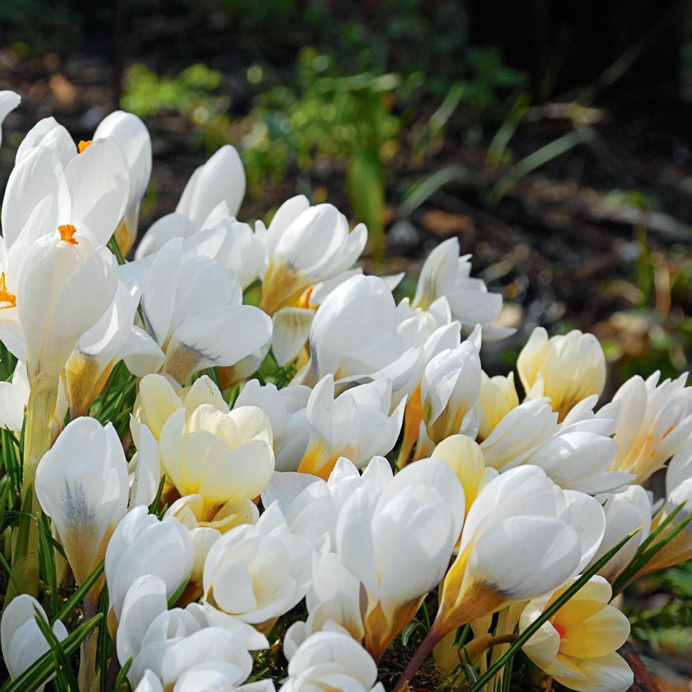 White Shades Crocus Mix