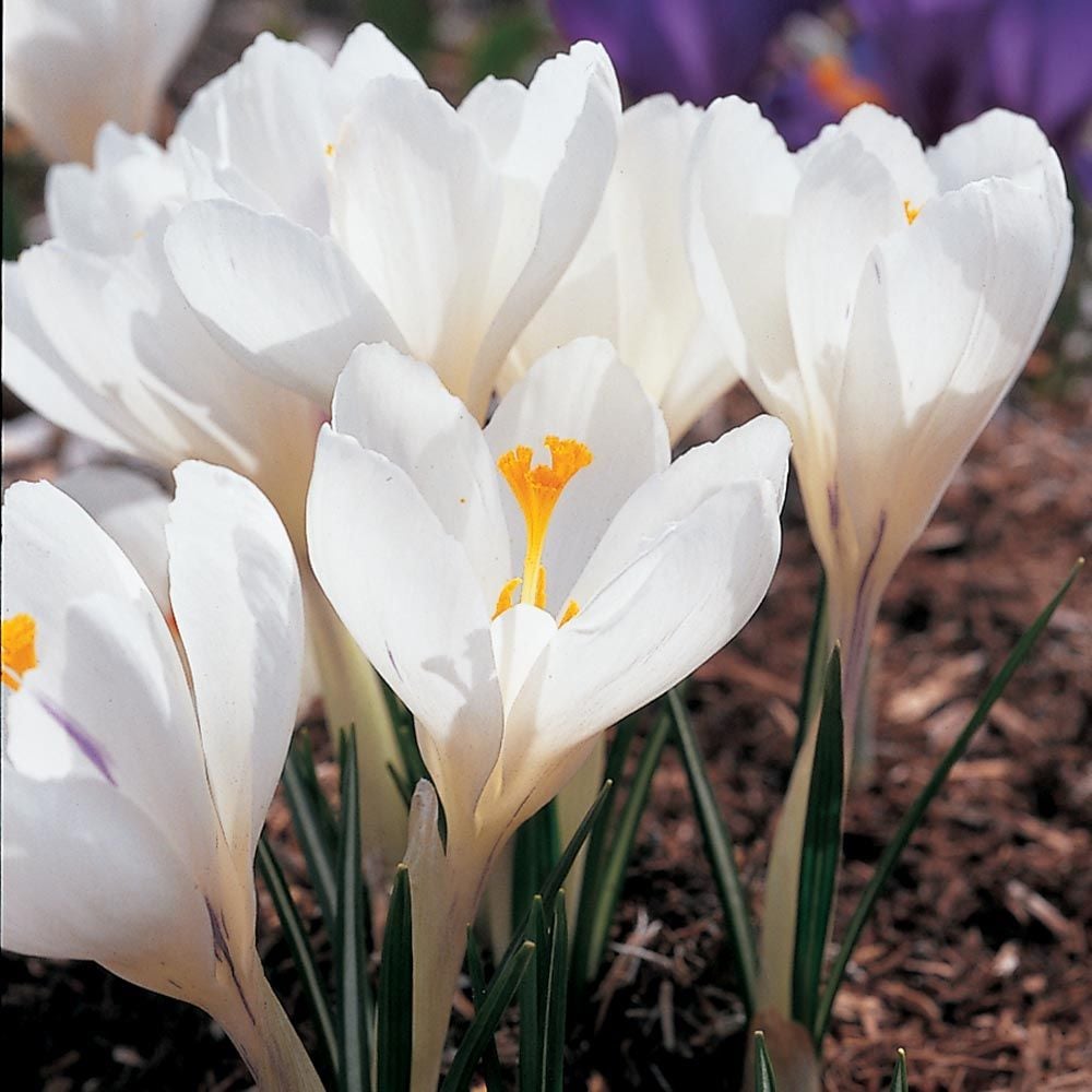 12 White Crocus Bulbs Jeanne DARC-Large Dutch Flowering Variety-Spring Bulbs Plant with Snowdrop-Dwarf Daffodil-IRIS-ACONITES-BEE Friendly