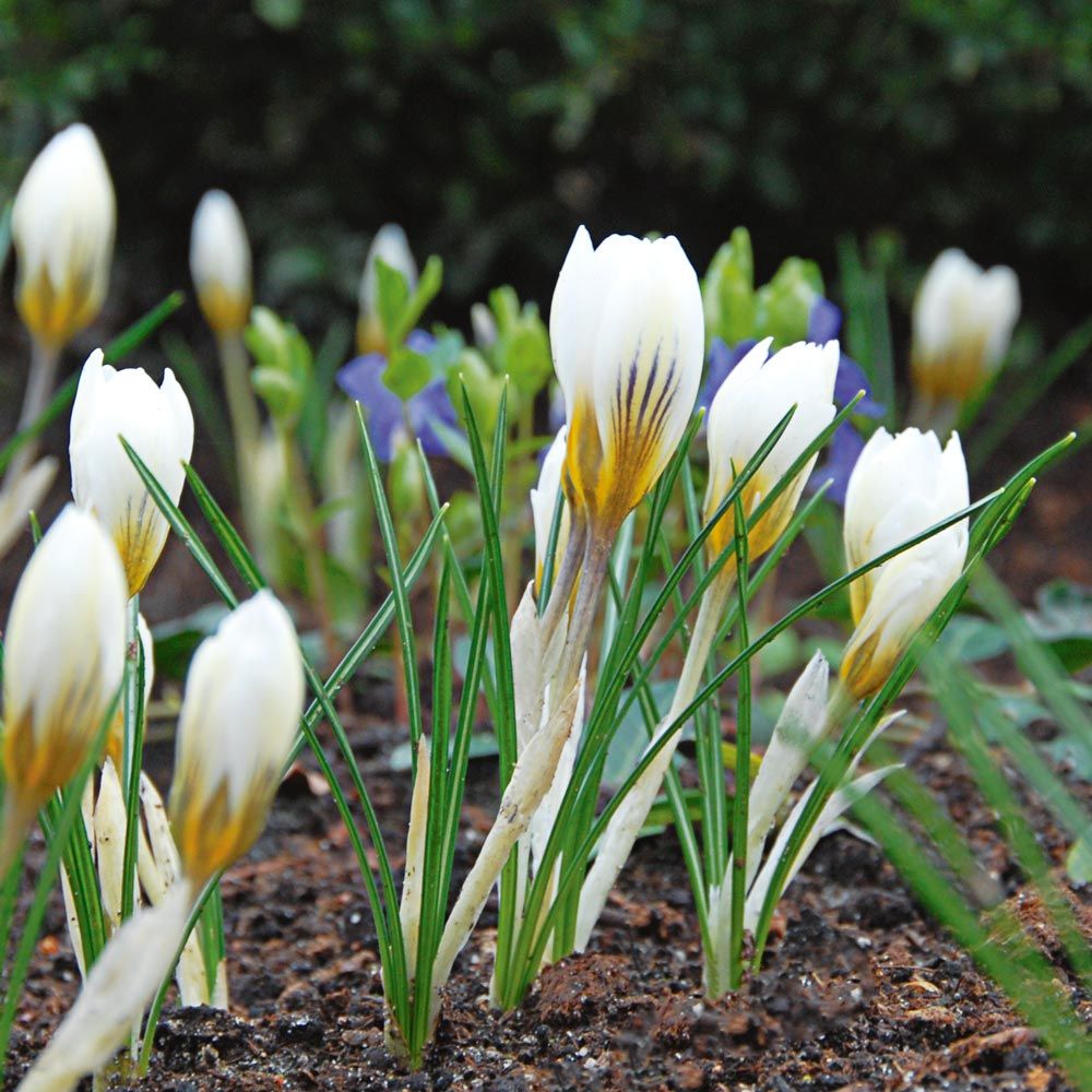 Crocus chrysanthus 'Snow Bunting'