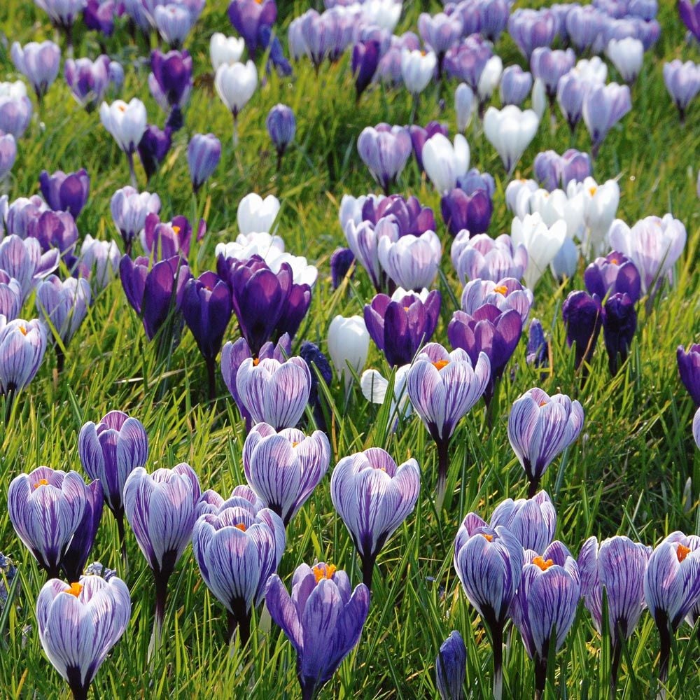 Large-Flowering Lavender Shades Crocus Mix