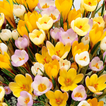  Crocus in Yellow Shades Mix