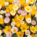  Yellow Shades Crocus Mix