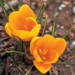  Crocus x luteus 'Golden Yellow'