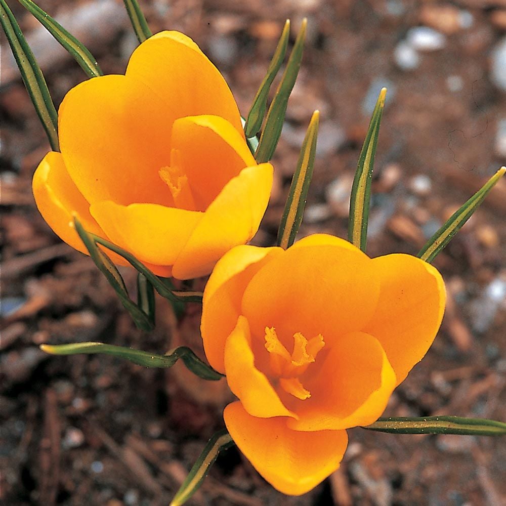 Crocus x luteus 'Golden Yellow'