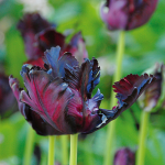  Tulip 'Black Parrot'