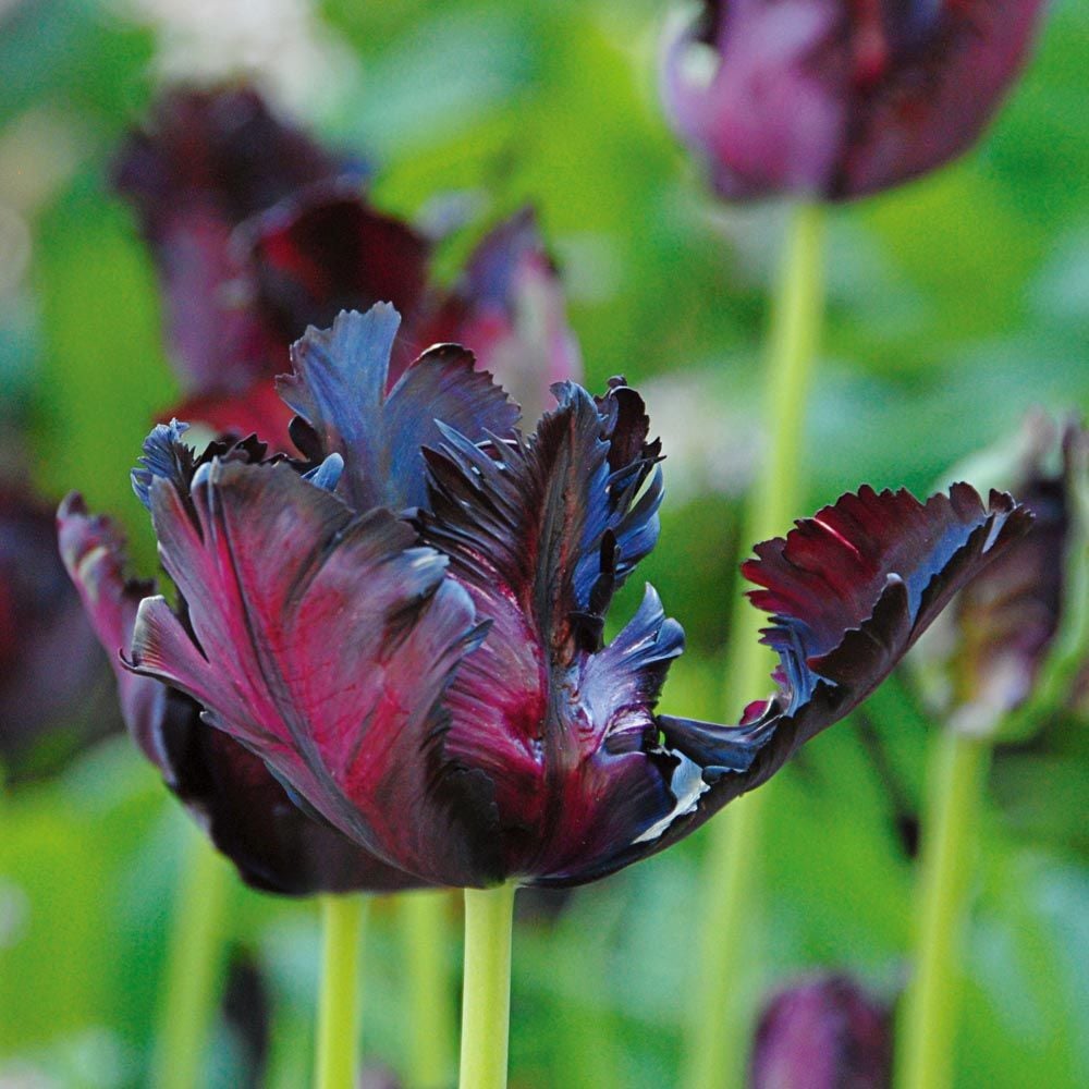 Tulip 'Black Parrot'