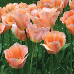 Tulip 'Apricot Beauty'