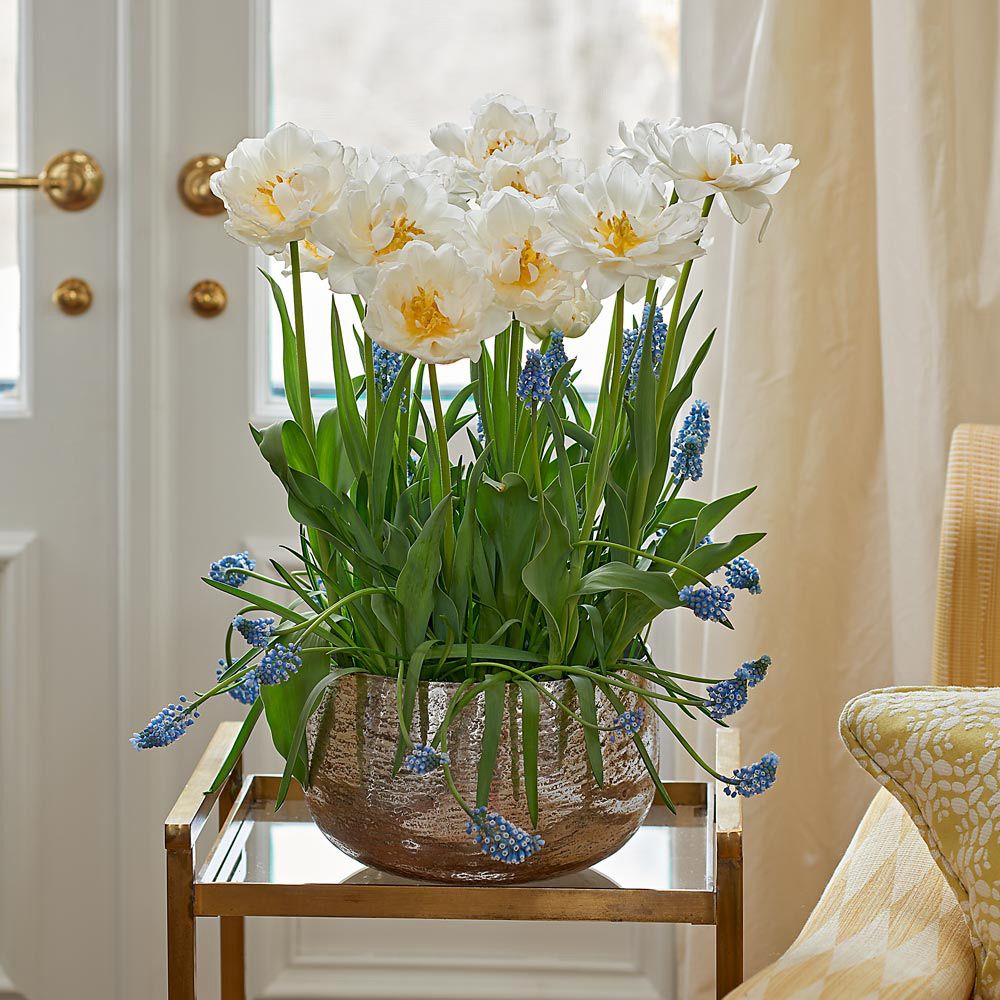 Golden Queen Bulb Collection in medium glass bowl