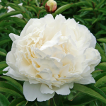  Peony 'Bowl of Cream'