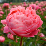  Peony 'Coral Charm'