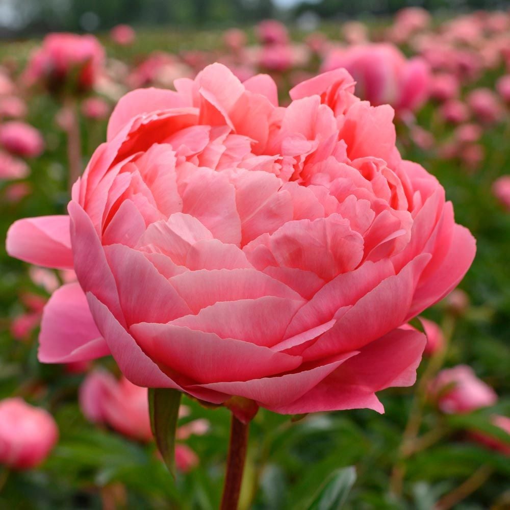 Paeonia Coral Charm White Flower Farm