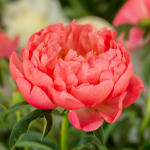  Peony 'Coral Sunset'