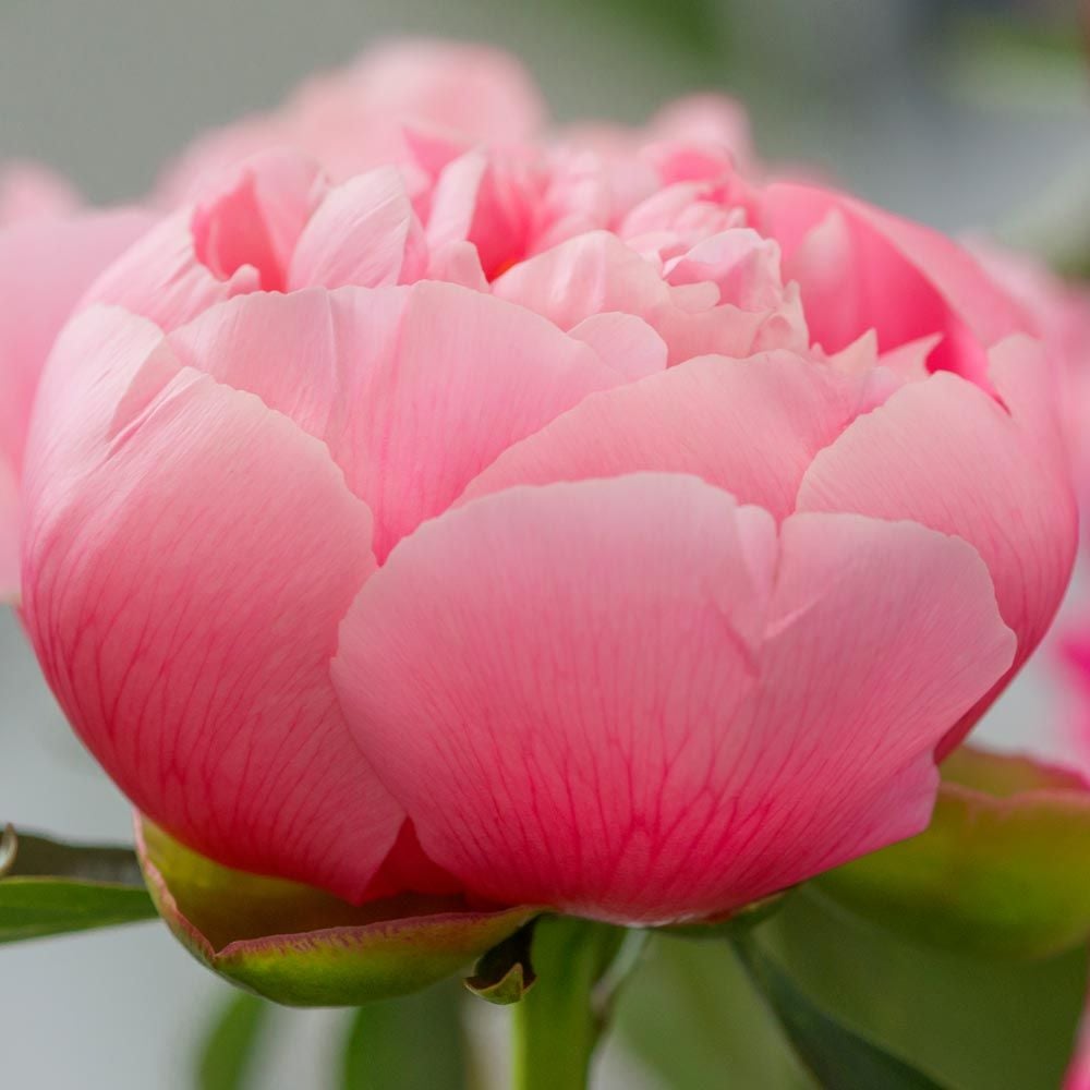 Peony 'Etched Salmon'