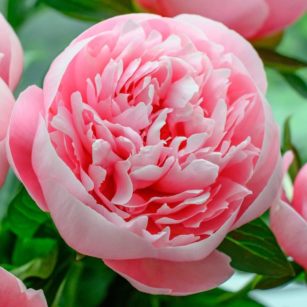 Peony 'Etched Salmon'