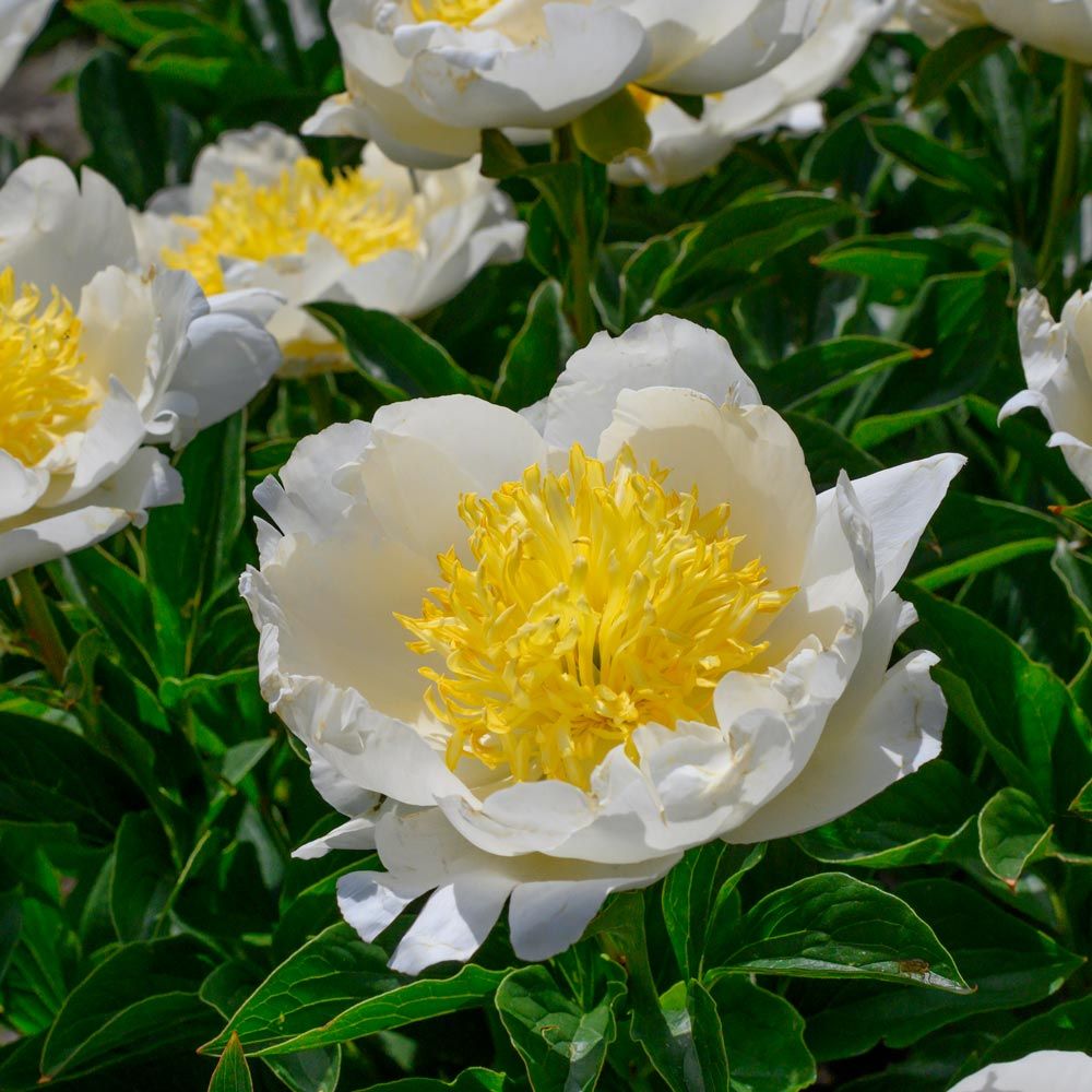 Peony 'Jan van Leeuwen' | White Flower Farm