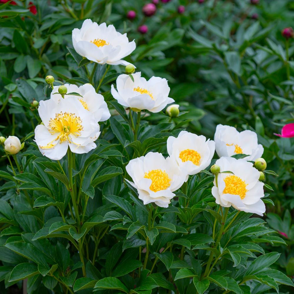 Peony 'Jan van Leeuwen' | White Flower Farm
