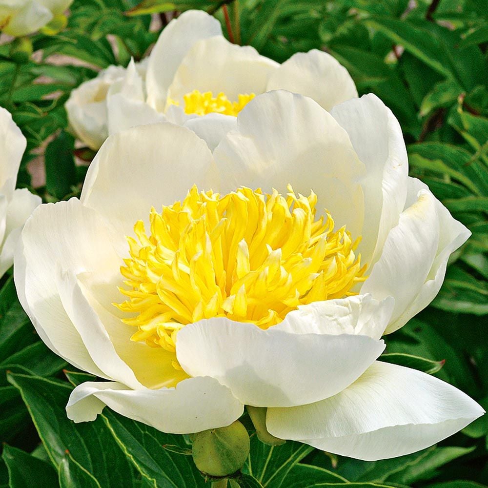 Peony 'Jan van Leeuwen'